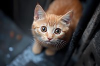 Curious ginger kitten with big expressive eyes looking up at camera. Close-up portrait of young orange tabby cat against dark background shows innocent expression.