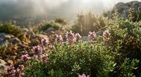 Wild heather flowers blooming in mountain landscape with golden sunlight creating warm atmospheric glow during sunrise or sunset in natural outdoor environment.