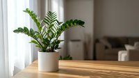 ZZ plant in white ceramic pot on wooden table near window in modern living room interior for home decor and indoor gardening.