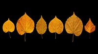 Autumn leaves in various shades of gold and orange isolated on transparent background. Ready for fall designs, t-shirt prints, stickers, clipart, sublimation projects, and seasonal print-on-demand products.