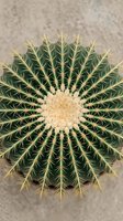 Golden barrel cactus top view showing circular pattern of sharp spines and geometric symmetry for desert landscaping and botanical design projects.