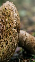 Detailed macro view of unfurling fern fronds showing intricate spiral patterns and textured surfaces in natural forest environment with soft bokeh background.