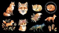 Watercolor fox illustrations set with sitting, running, and walking poses, head portraits, and paw details isolated on transparent background. Ready for t-shirt design, clipart, stickers, sublimation, and print-on-demand projects.