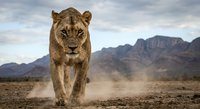 Powerful lioness walking through dusty African savanna with dramatic mountain backdrop and cloudy sky creating majestic wildlife scene.