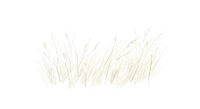 Delicate beige grass silhouettes on white background creating minimalist botanical border design for natural decor and organic branding projects.