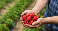 Farmer holding fresh red strawberries in cupped hands at harvest time in field. Suitable for agriculture, farming, organic produce, and food industry marketing.