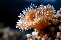 Macro shot of pink coral polyps with delicate tentacles extending in dark underwater environment, showing intricate marine life details and natural patterns.