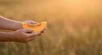 Farmer holding fresh harvested pumpkin in hands against blurred field background at sunset, agricultural produce and farming concept for harvest season marketing.