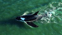 Orca whale swimming in emerald green ocean waters, creating white foam splash patterns while gliding through surface, aerial view captured from above.
