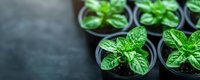 Fresh mint seedlings growing in small black plastic pots on dark background, close-up view of aromatic herbs for culinary and gardening concepts.