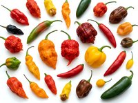 Assorted hot chili peppers in various colors and shapes arranged on white background. Fresh spicy ingredients for cooking and seasoning dishes.