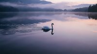 Lone white swan gliding on a misty mountain lake at dusk, soft purple twilight reflections on calm water, serene nature scene.