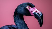 Close-up portrait of a black flamingo with distinctive pink beak against vibrant pink background, showcasing exotic wildlife in striking color contrast.