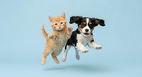 Orange tabby kitten and tricolor puppy jumping together in mid-air against light blue background, playful pets in motion for veterinary and animal care concepts.