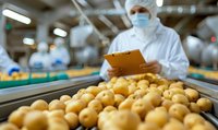 Quality control worker in protective equipment inspecting fresh potatoes on industrial food processing conveyor line, checking produce standards.