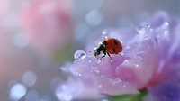 Red ladybug walking on pink flower petal covered in morning dew drops, macro photography with soft bokeh background and dreamy purple tones creating magical nature scene.