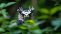 Majestic eagle owl with distinctive ear tufts peering through green foliage, sharp yellow eyes and fierce gaze focused directly at camera against blurred natural background.