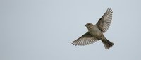 Small brown bird in flight with wings spread wide against overcast sky, showcasing natural wildlife behavior and graceful aerial movement in nature.