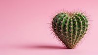 Heart-shaped cactus succulent plant on pink background for Valentine's Day love concept, romantic botanical decoration and greeting card design.