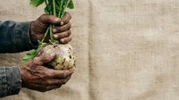 Farmer hands holding fresh celery root with soil and greens, agricultural harvest and organic farming concept for gardening and food production.