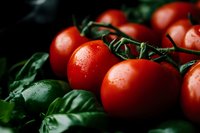 Fresh ripe red tomatoes on vine with water drops and green basil leaves in dark moody lighting, macro food photography for restaurant menu and cooking.