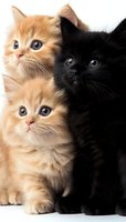 Adorable ginger and black kittens sitting together on white background, looking up with bright blue and amber eyes. Close-up portrait of fluffy baby cats.