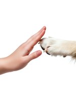 Human hand giving high five to dog paw on white background showing friendship bond between pet and owner for veterinary and animal care concepts.