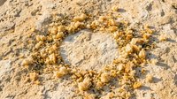 Scattered golden nuggets arranged in heart shape on sandy beach surface, symbolizing love and treasure for romantic concepts.