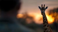 Majestic giraffe portrait against golden sunset sky in African savanna wildlife photography for nature and animal themed projects.