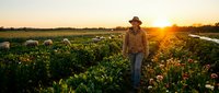 Farmer in cowboy hat standing in vast vegetable field at golden hour sunset, surveying crops and agricultural land for farming, agriculture, and rural lifestyle use.