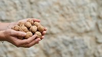Handful of walnuts held in open palm against neutral background. Suitable for nutrition, healthy eating, organic food, and wellness content.