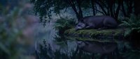 Peaceful hippo resting on mossy riverbank in lush tropical forest with calm water reflection creating serene wildlife scene for nature photography projects.