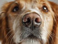 Close-up portrait of golden retriever dog nose and face with expressive brown eyes and whiskers for pet care veterinary and animal lover concepts.