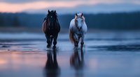 Black and white horses running through shallow water at sunset, creating mirror reflections against purple and blue sky. Dramatic nature photography.