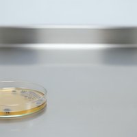 Laboratory petri dish with yellow bacterial culture on sterile white surface for microbiology research and scientific testing applications.