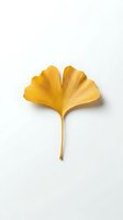 Single golden ginkgo leaf isolated on white background for autumn design projects and natural botanical decorations.