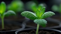 Young cannabis seedling emerging from soil in growing container, showing detailed leaf structure and vibrant green color against dark background. Suitable for medicinal or botanical content.