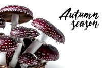 Red spotted mushrooms with white stems on clean background perfect for autumn seasonal designs and nature projects.