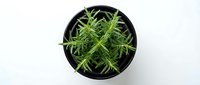 Fresh rosemary herb plant in black pot on white background, aromatic culinary ingredient for cooking and seasoning dishes, natural organic gardening.
