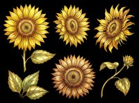 Sunflower clipart set with blooms, buds, and leaves isolated on transparent background, ready for t-shirt design, stickers, sublimation, and print on demand.