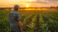 Caucasian farmer in plaid shirt and cap observing corn field rows at golden sunset, back view. Agricultural landscape with growing maize crops and warm evening light.