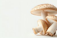 Fresh parasol mushrooms with spotted caps and white stems on neutral background, ideal for culinary and nature designs.