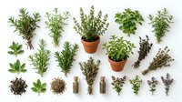 Fresh culinary herbs collection isolated on white, including rosemary, thyme, oregano, sage, and lavender in pots and bundles.
