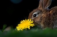 Young brown rabbit sniffing bright yellow dandelion flower in spring garden setting with dark background and green grass, close-up nature photography.