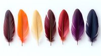 Colorful bird feathers arranged in row on white background, including brown, orange, beige, burgundy, purple and navy blue plumes. Isolated decorative elements.