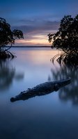 Crocodile floating in calm mangrove waters at twilight with dramatic purple sunset sky and silhouetted trees creating serene tropical wetland scene.