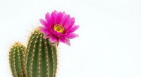 Blooming barrel cactus with vibrant pink flower on white background, isolated desert plant for home decor and botanical design projects.