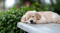 Adorable golden retriever puppy sleeping peacefully on wooden surface with green foliage background, perfect for pet care content.
