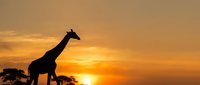 Giraffe silhouette against golden sunset sky in African savanna landscape with acacia trees creating dramatic wildlife scene for nature photography and safari themes.