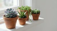 Small succulent plants in terracotta pots arranged on white windowsill with natural sunlight for home decor and indoor gardening projects.